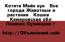 Котята Мейн кун - Все города Животные и растения » Кошки   . Кемеровская обл.,Ленинск-Кузнецкий г.